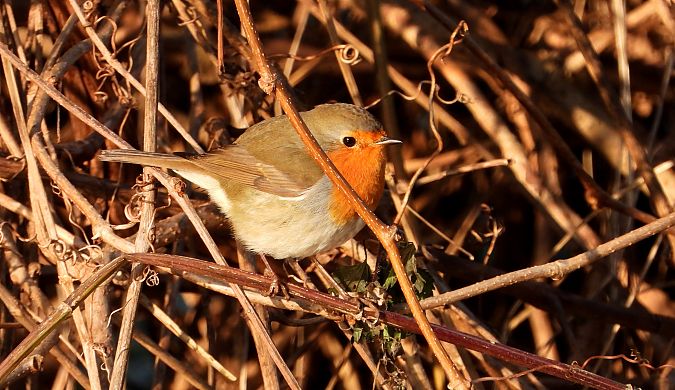 Rougegorge familier  - Jarosław Słowikowski