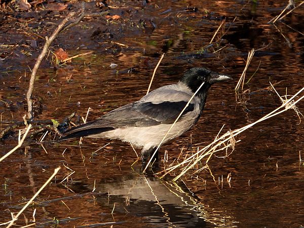 Nebelkrähe  - Jarosław Słowikowski