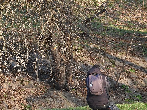 zimorodek  - Jarosław Słowikowski