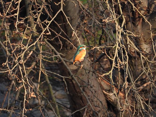 Martin-pêcheur d'Europe  - Jarosław Słowikowski