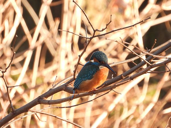 Martin-pêcheur d'Europe  - Jarosław Słowikowski