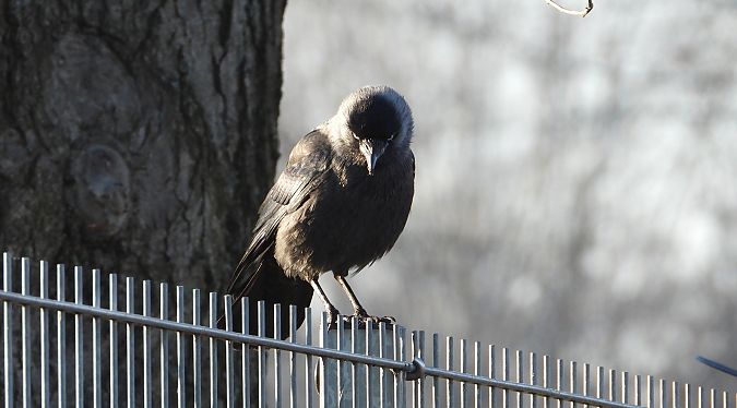 Western Jackdaw  - Jarosław Słowikowski