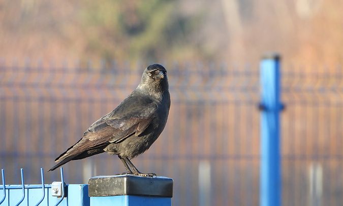 Choucas des tours  - Jarosław Słowikowski