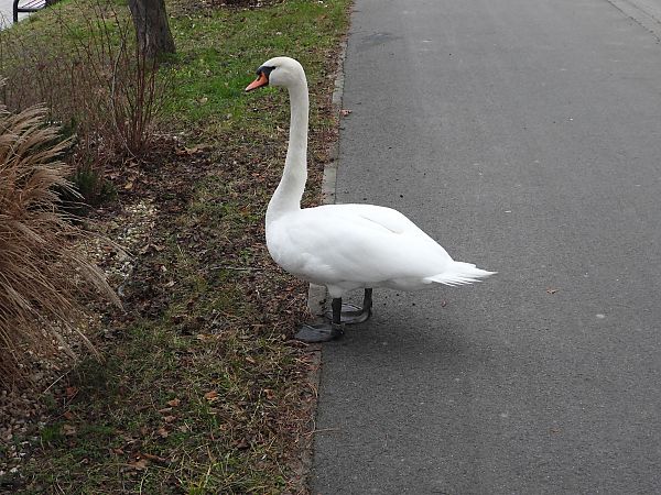 łabędź niemy 