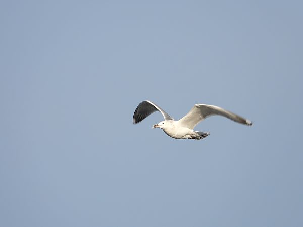 mewa srebrzysta / białogłowa / romańska 