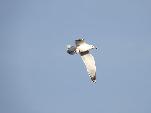 mewa srebrzysta / białogłowa / romańska 