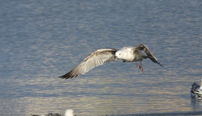mewa srebrzysta / białogłowa / romańska 