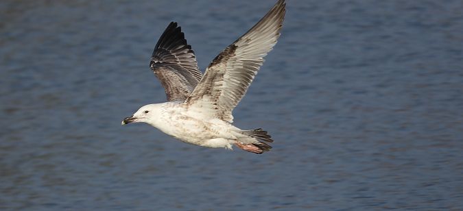 mewa srebrzysta / białogłowa / romańska 