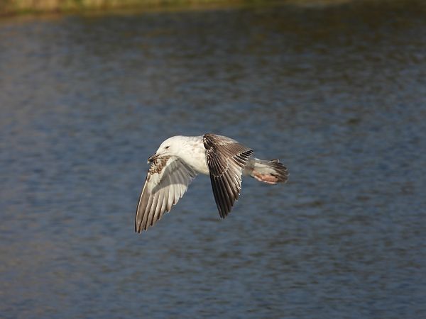 mewa srebrzysta / białogłowa / romańska 