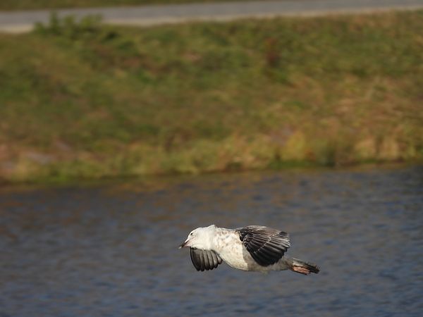 mewa srebrzysta / białogłowa / romańska 
