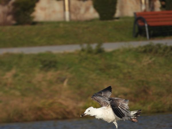mewa srebrzysta / białogłowa / romańska 