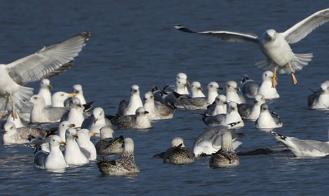 mewa srebrzysta / białogłowa / romańska 