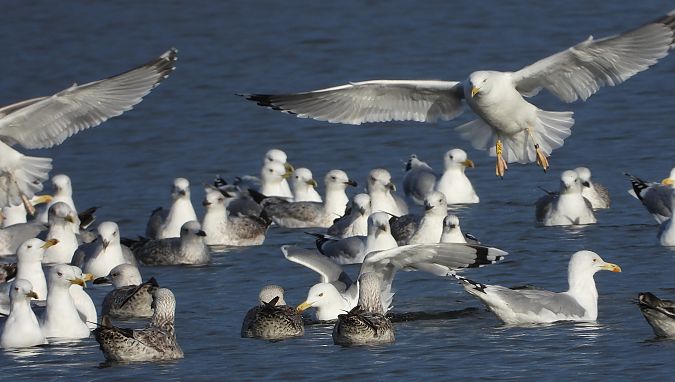 mewa srebrzysta / białogłowa / romańska 