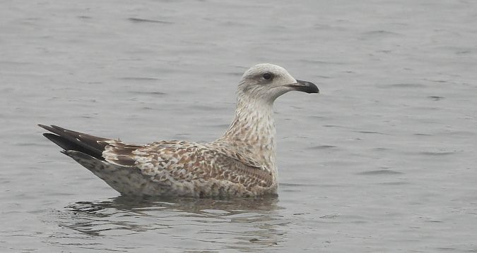 Silber-_oder_Mittelmeer-_oder_Steppenmöwe 
