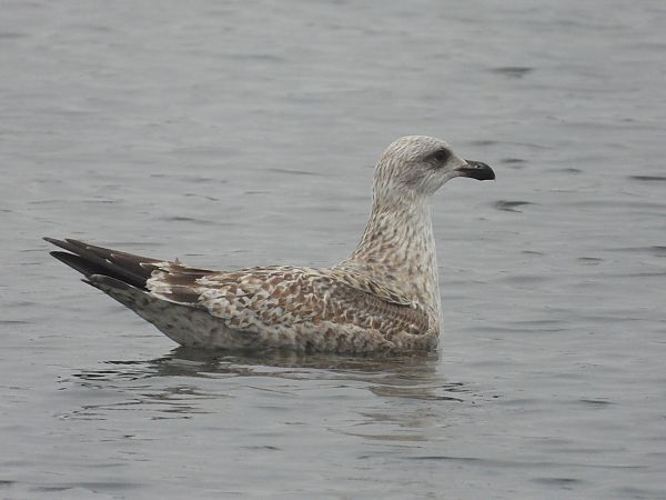 mewa srebrzysta / białogłowa / romańska 