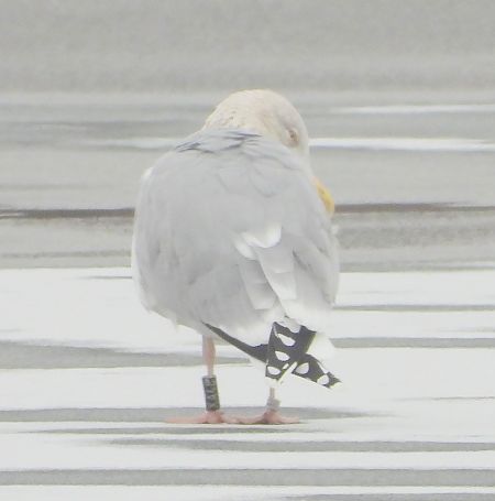 mewa srebrzysta / białogłowa / romańska 