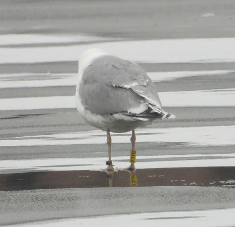 mewa srebrzysta / białogłowa / romańska 