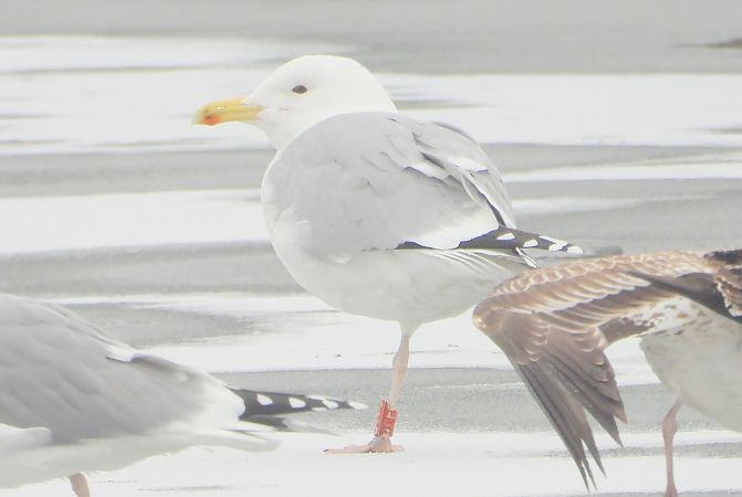 Silber-_oder_Mittelmeer-_oder_Steppenmöwe 