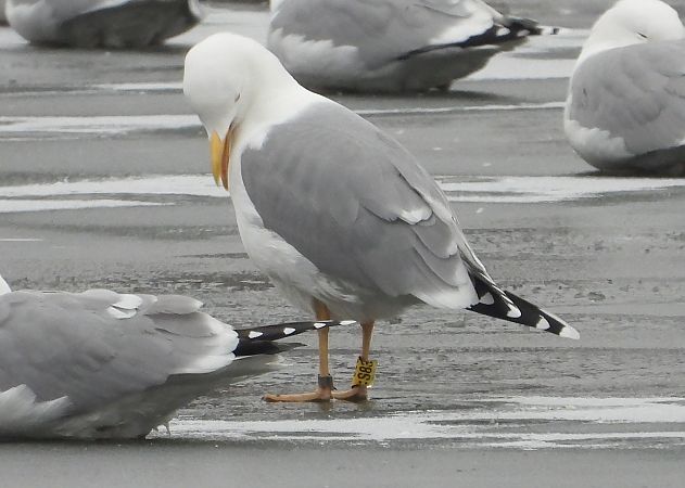 Silber-_oder_Mittelmeer-_oder_Steppenmöwe 