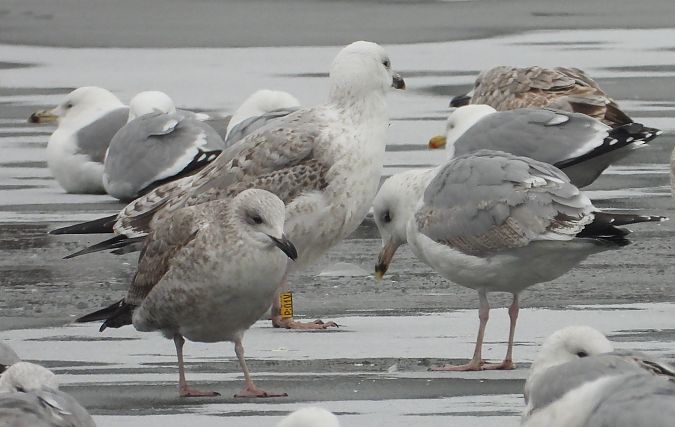 Silber-_oder_Mittelmeer-_oder_Steppenmöwe 