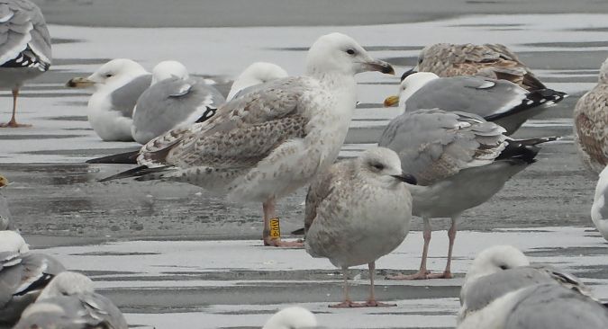 Silber-_oder_Mittelmeer-_oder_Steppenmöwe 
