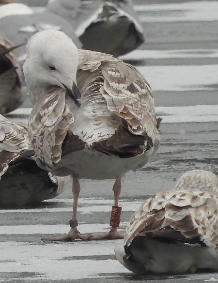 Silber-_oder_Mittelmeer-_oder_Steppenmöwe 