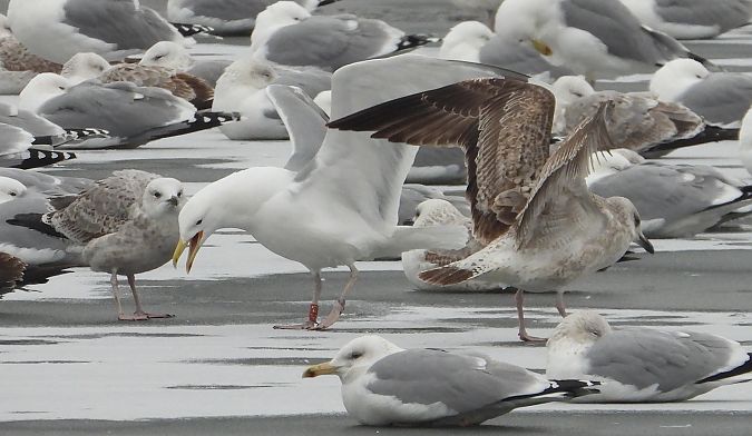 mewa srebrzysta / białogłowa / romańska 