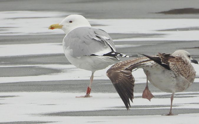 mewa srebrzysta / białogłowa / romańska 