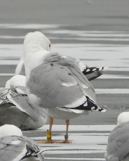 Silber-_oder_Mittelmeer-_oder_Steppenmöwe 