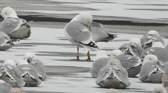 Silber-_oder_Mittelmeer-_oder_Steppenmöwe 