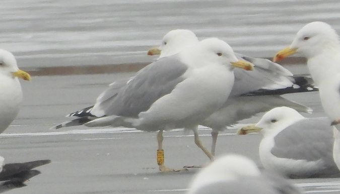 mewa srebrzysta / białogłowa / romańska 