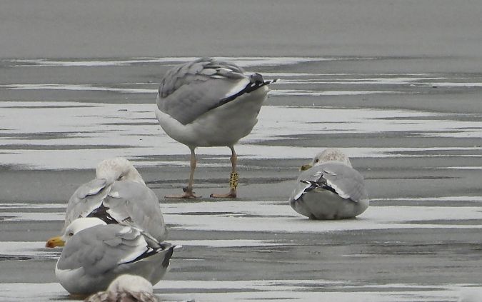 mewa srebrzysta / białogłowa / romańska 