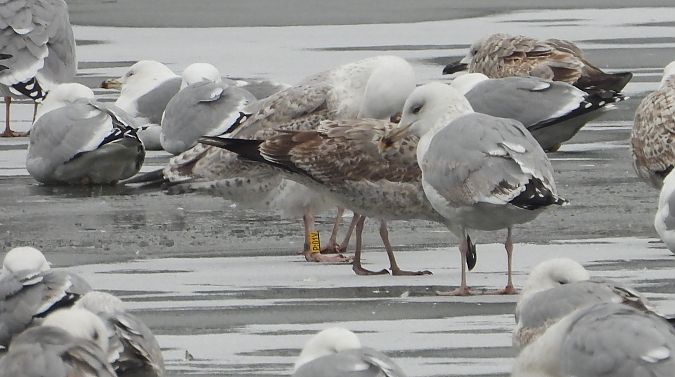 mewa srebrzysta / białogłowa / romańska 