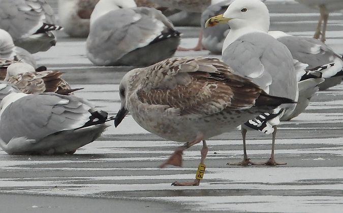 mewa srebrzysta / białogłowa / romańska 