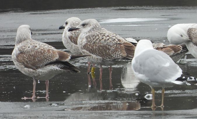 Silber-_oder_Mittelmeer-_oder_Steppenmöwe 