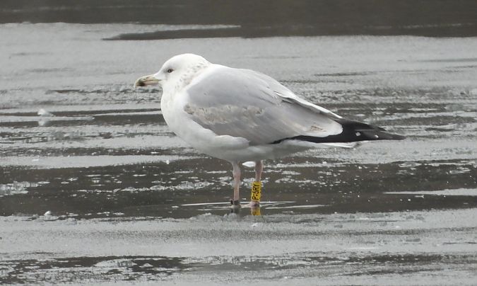 mewa srebrzysta / białogłowa / romańska 