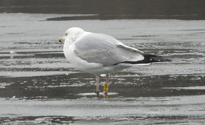 Silber-_oder_Mittelmeer-_oder_Steppenmöwe 