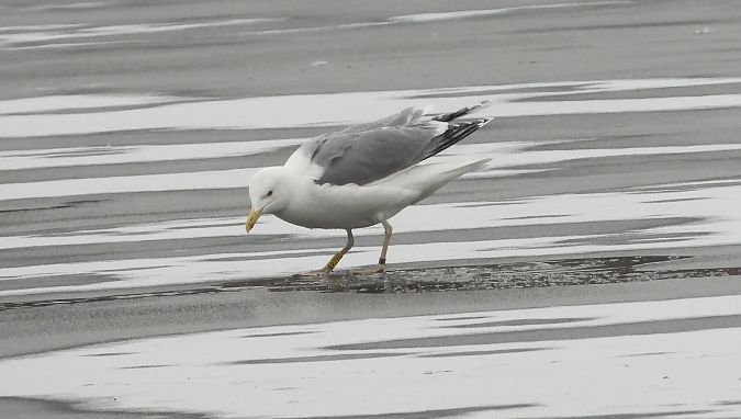 Silber-_oder_Mittelmeer-_oder_Steppenmöwe 