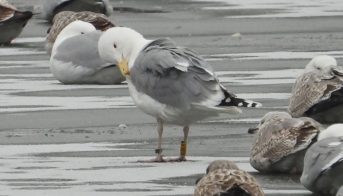 mewa srebrzysta / białogłowa / romańska 