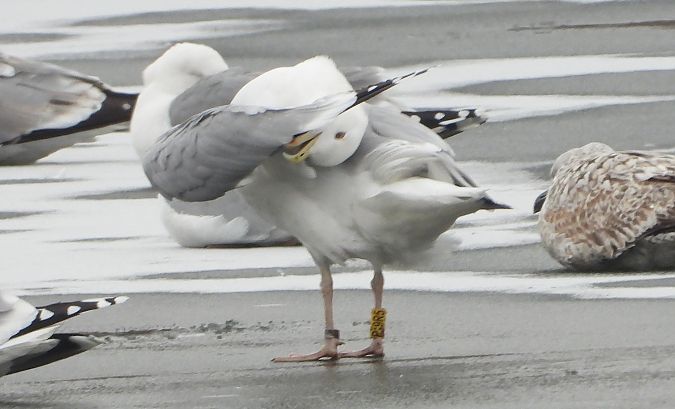 mewa srebrzysta / białogłowa / romańska 