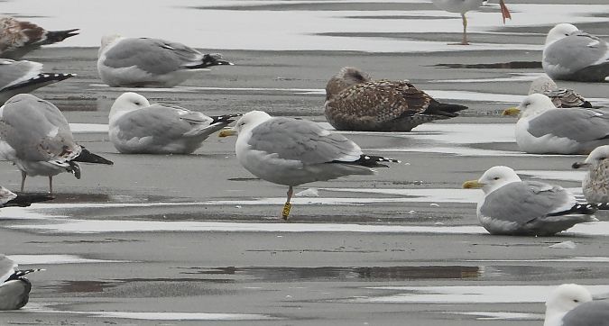 Silber-_oder_Mittelmeer-_oder_Steppenmöwe 