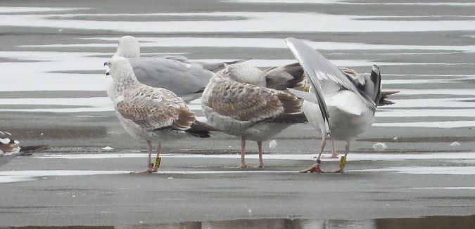 mewa srebrzysta / białogłowa / romańska 