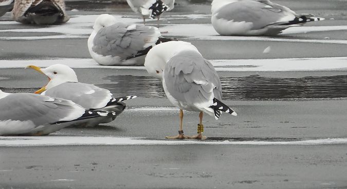 Silber-_oder_Mittelmeer-_oder_Steppenmöwe 