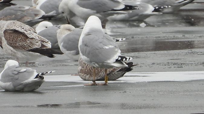 mewa srebrzysta / białogłowa / romańska 