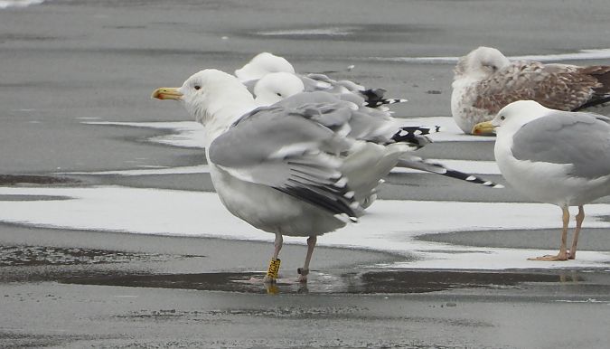 Silber-_oder_Mittelmeer-_oder_Steppenmöwe 