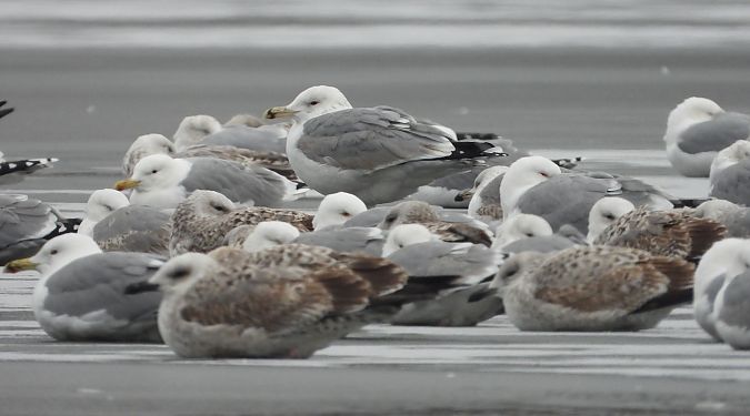 Silber-_oder_Mittelmeer-_oder_Steppenmöwe 