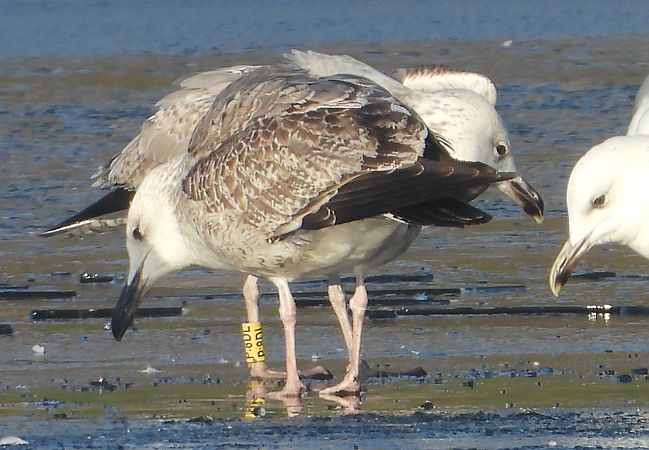 mewa srebrzysta / białogłowa / romańska 