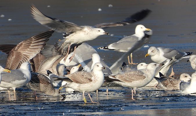 Silber-_oder_Mittelmeer-_oder_Steppenmöwe 