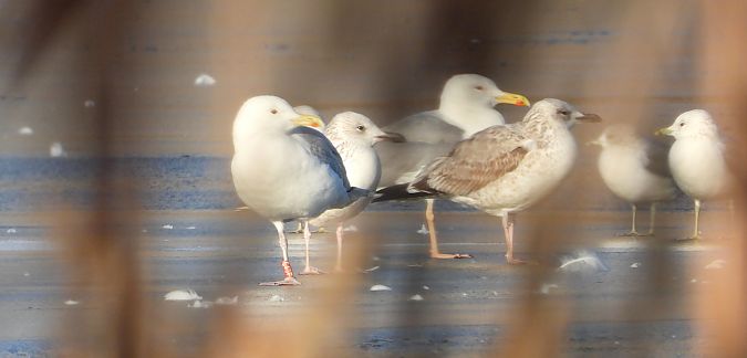 mewa srebrzysta / białogłowa / romańska 