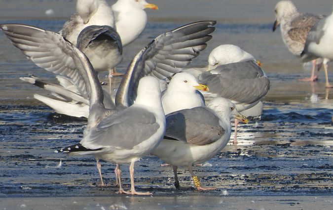 mewa srebrzysta / białogłowa / romańska 